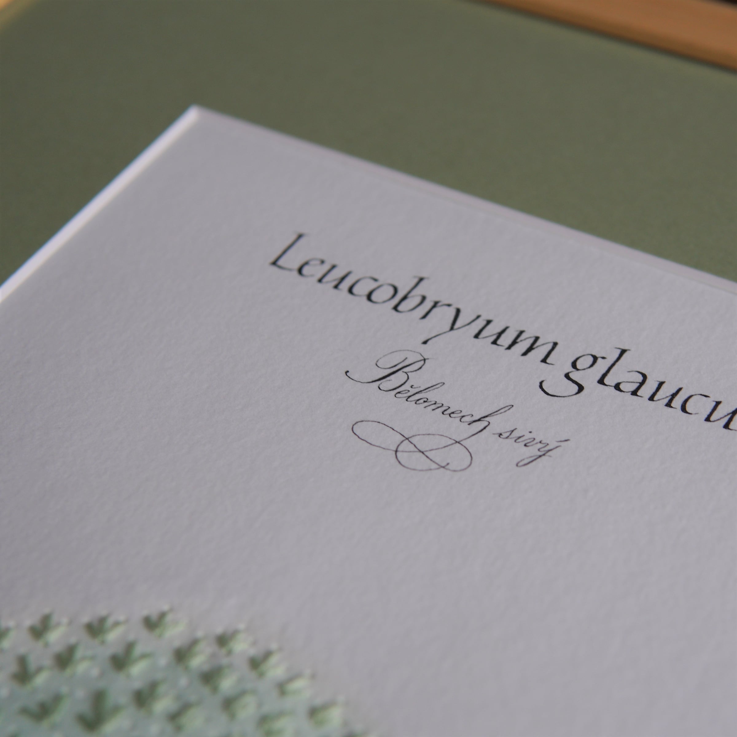 Detail latinského názvu a českého jména Bělomech sivý.